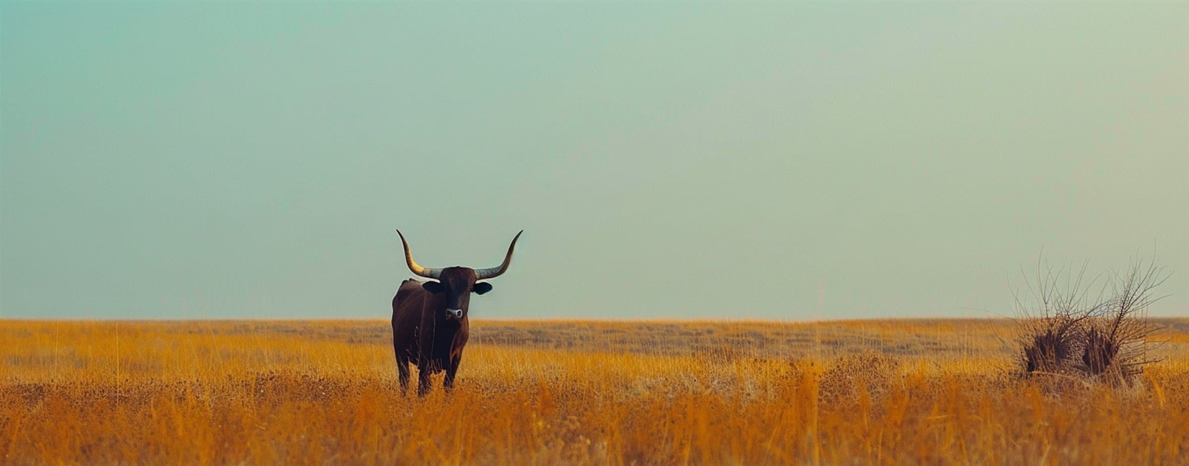 A Texas longhorn standing in a golden field beneath a soft sky