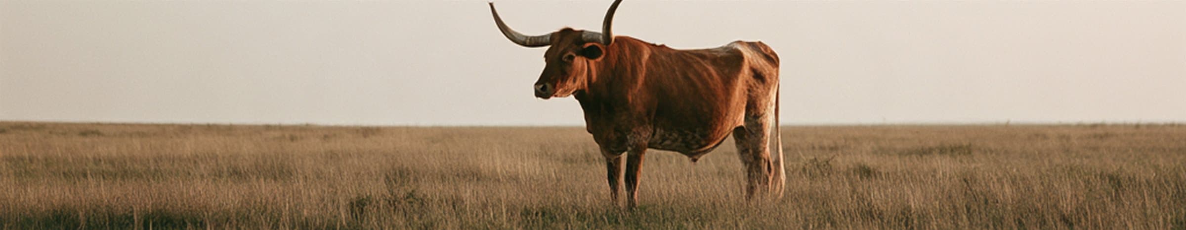A Texas longhorn standing in a golden field